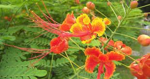 30 Caesalpinia Pulcherrima Seeds