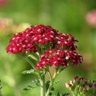 50 Red Achillea Millefolium Common Yarrow Flower Seeds