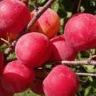 10 Rare Pink Plum Shrub Fruit Seeds