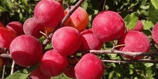 10 Rare Pink Plum Shrub Fruit Seeds