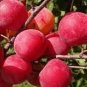 10 Rare Pink Plum Shrub Fruit Seeds