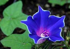 30 Imported Japan 'Fan' Blue White Morning Glory Hybrid Seeds