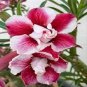 2 Rare Pink White Desert Rose Adenium Seeds