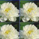 5 Rare 'Swan velvet' White Peony Seeds