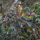 10 Heirloom Colorful Coffee Bean Seeds