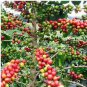 10 Heirloom Colorful Coffee Bean Seeds