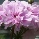 10 Geranium 'Royal Lavender' Seeds
