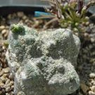 1 Pseudolithos Cubiformis Seeds