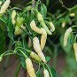 100 Aribibi Gusano Pepper Bolivian Chili Super Hot Caterpillar Pepper Seeds