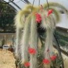 100 Hildewintera Aureispina Cactus Seeds