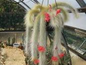 100 Hildewintera Aureispina Cactus Seeds