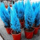 50 Italian Rare Dark Blue Cypress Tree Bonsai Seeds