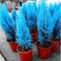 50 Italian Rare Dark Blue Cypress Tree Bonsai Seeds