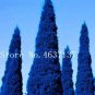 50 Italian Rare Dark Blue Cypress Tree Bonsai Seeds