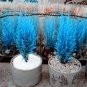 50 Italian Rare Dark Blue Cypress Tree Bonsai Seeds