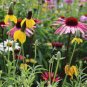 400 Wildflower Seeds Perennial long-lived fast growing attractive impressive Seeds