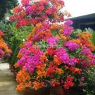 50 Bougainvillea Seeds Colorful Bougainvillea Spectabilis Willd Plant Seeds