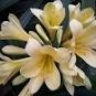 100 Clivia Seeds Milky Yellowish White Colors Seeds