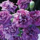 50 The Rarest Dianthus 'Purple Rain' Carnation Flower Seeds