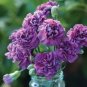 50 The Rarest Dianthus 'Purple Rain' Carnation Flower Seeds