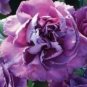 50 The Rarest Dianthus 'Purple Rain' Carnation Flower Seeds