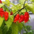 15 Bhut Jolokia Indian Ghost Pepper Scoville Over Seeds