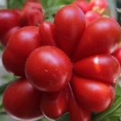 100  Unusual Rare Heirloom Reisetomate Tomato Lycopersicon lycopersicum Seeds