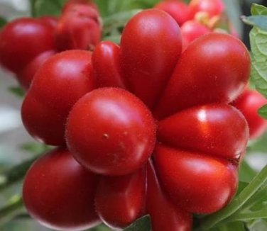 100  Unusual Rare Heirloom Reisetomate Tomato Lycopersicon lycopersicum Seeds