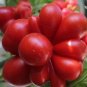 100  Unusual Rare Heirloom Reisetomate Tomato Lycopersicon lycopersicum Seeds