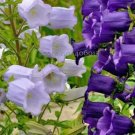 50 Rare Light Dark Purple Campanula Bellflower Flowers Seeds