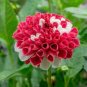 20 Red White Dahlia Pinnata Flower Seeds
