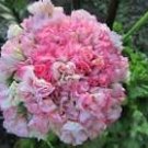 100 Rare Flemish Antique Corn Poppy Flowers Seeds