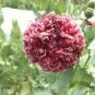 100 Rare Flemish Antique Corn Poppy Flowers Seeds
