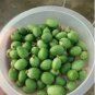 100 Melothria scabra Cucamelon Mouse Melon Seeds