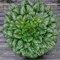 100 Wuta-tsai Brassica campestris Black Cabbage Vegetable Seeds
