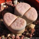 10 Lithops Karasmotana Var mickbergensis Seeds
