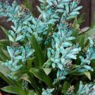 1 Piece Lachenalia Virdiflora Seeds