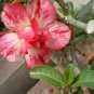 2 Rare 'King of Comedy' Adenium Desert Rose Seeds