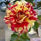 200 'George Burns' Striped Roses, ROSE BUSH YELLOW WITH BURGUNDY STRIPED Seeds