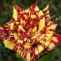200 'George Burns' Striped Roses, ROSE BUSH YELLOW WITH BURGUNDY STRIPED Seeds