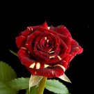 500 MEMPHIS MUSIC MINIFLORA ROSE, ROSE BUSH DEEP RED WHITE Seeds