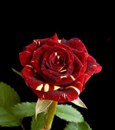 500 MEMPHIS MUSIC MINIFLORA ROSE, ROSE BUSH DEEP RED WHITE Seeds