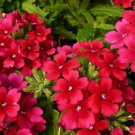 30 Blood Red Verbena Flower Seeds