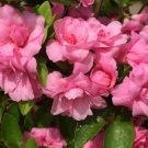 35 Impatiens Balsam Garden Balsamina Touch Me Not Flower Seeds