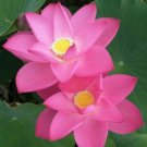 40 New Fresh Nelumbo Nucifera Pink Lotus Seeds