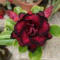 2 Rosy Adenium Obesum 7th Heaven Desert Rose Flowers Seeds