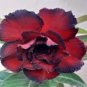 2 Rosy Adenium Obesum 7th Heaven Desert Rose Flowers Seeds