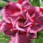 2 Rosy Adenium Obesum HANGPLAKAD Desert Rose Flowers Seeds