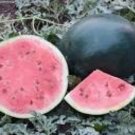 8 Long Big Black Skin Pink Watermelon Fruit Seeds