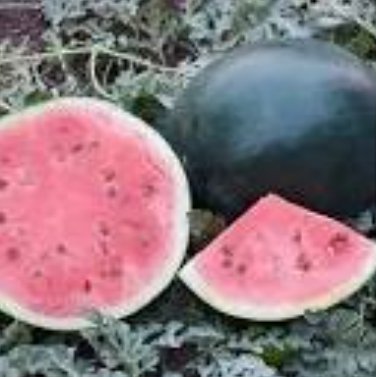 8 Long Big Black Skin Pink Watermelon Fruit Seeds